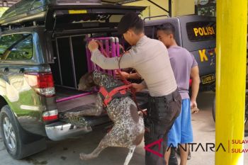 Anjing pelacak Polda Sulsel temukan deteksi jenazah tertimbun