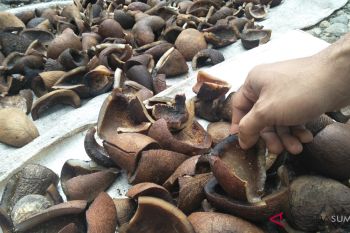 Harga kelapa congkel di Padang Pariaman anjlok, petani kesulitan