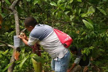 Hindari pengrusakan, BKSDA Agam pasang imbauan di lokasi penemuan bunga bangkai