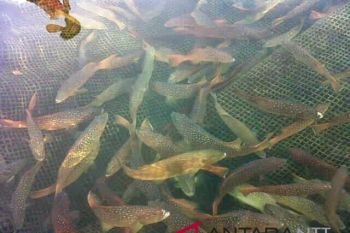 DKP targetkan tebar 2.800 benih ikan karapu