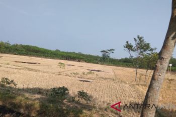 10 hektare lahan pertanian Pekalongan kekeringan