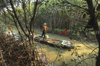 Kerusakan hutan Mangrove Pabean