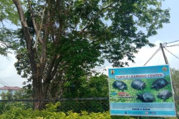 Peneliti sebut populasi kura-kura Sumatera kritis