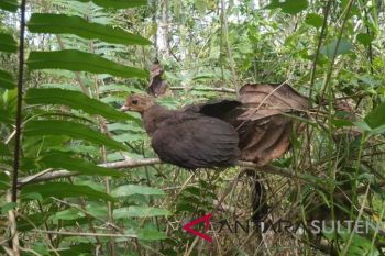 Anak burung maleo hasil penangkaran PT.DSLNG