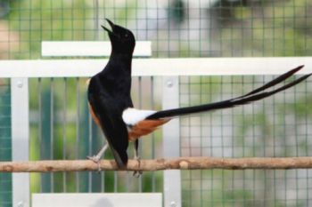 Peraturan baru, burung murai, jalak, cucak rawa tidak lagi dilindungi