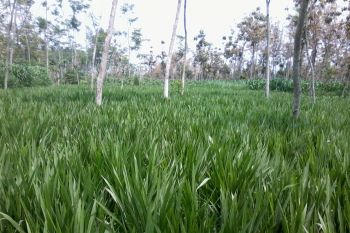 Dinas Peternakan NTT fokus pada pengembangan industri pakan