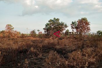 Palangka Raya kembali marak kebakaran lahan