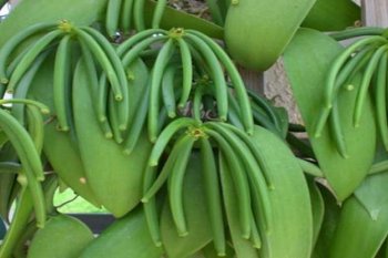 Harga vanili di Manado bertahan Rp2,5 juta per kilogram