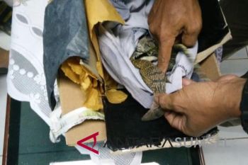 Stasiun karantina ikan Palembang cegah penjualan komoditas dilindungi