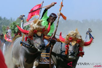 Jembrana siap bangun sirkuit makepung untuk turis