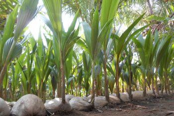 DPKT Biak Numfor dorong pengembangan kelapa di Kepulauan Padaido
