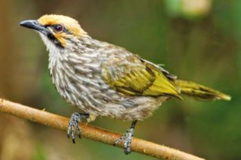 Bertambahnya jenis burung di Indonesia