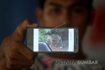 HARIMAU SUMATERA MENDEKATI PERMUKIMAN