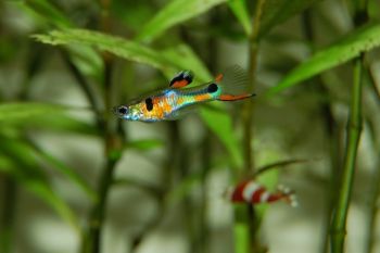 IGPA gelar festival ikan guppy internasional di Yogyakarta
