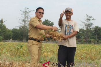 Turun, harga kedelai impor jadi Rp7.300/kg