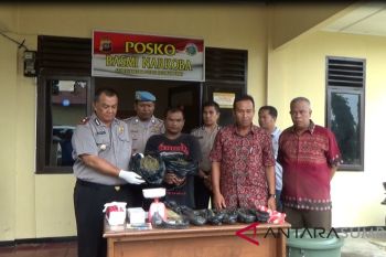 Polres Pasaman Barat tangkap pengedar dua kilogram daun ganja