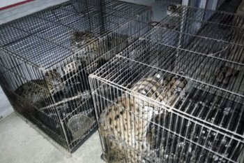 Titian : Berikan efek jera kepada pelaku penyelundupan satwa dilindungi