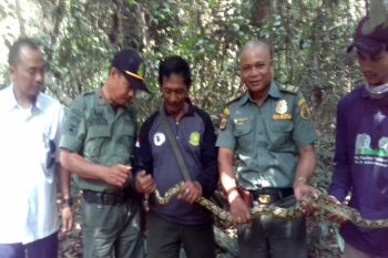 BKSDA-Karantina Pertanian Lampung lepasliarkan satwa