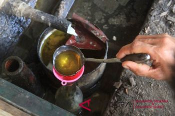 Permintaan pasar luar negeri naik, harga minyak nilam tembus Rp600 ribu per kg