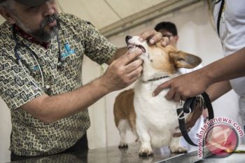 Penyakit rabies menyerang syaraf dan otak secara cepat