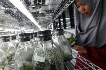 "Teaching Industry" Unhas kembangkan kultur bibit anggrek
