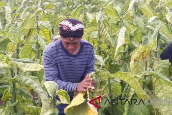 Petani Temanggung kecewa harga tembakau anjlok