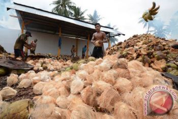 Lingga akan kembangkan kelapa sebagai obat