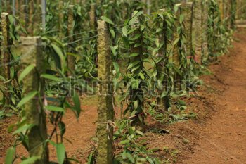 Perusahaan Belgia bakal investasi vanili di NTT