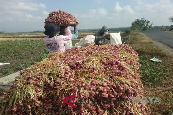 Produksi bawang merah Kulon Progo meningkat