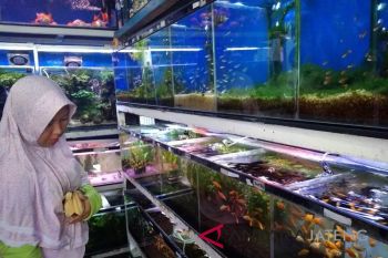 Pasar ikan hias