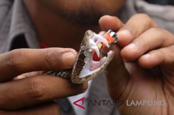 Penanganan gigitan ular belum berstandar WHO