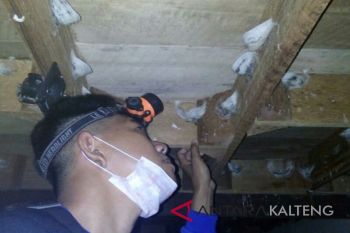 Patut dicontoh, pengusaha walet Kotim ramai-ramai bayar pajak