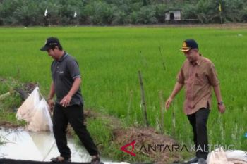 Peningkatan indeks pertanaman Seruyan terkendala sumber air