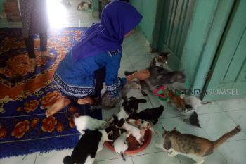 Komunitas merawat kucing terluka di Palembang