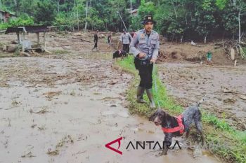 Petugas kerahkan anjing pelacak cari korban banjir bandang di Tanah Datar