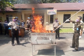Polres Pasaman Barat musnahkan barang bukti 10 kilogram ganja