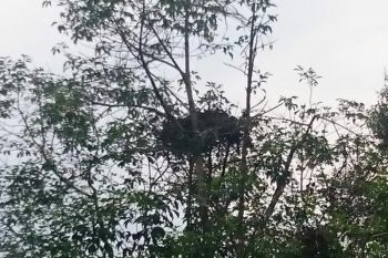 Kebakaran lahan memaksa orangutan "mengungsi" ke kebun warga