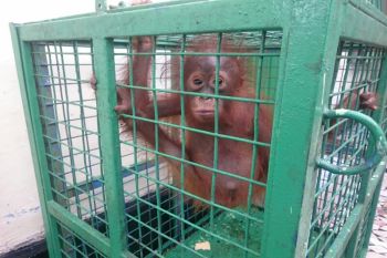 Makin banyak warga Kotim menyerahkan satwa dilindungi