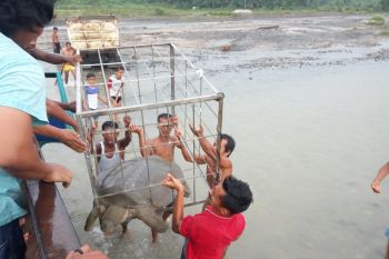 Pencari pasir temukan labi-labi raksasa di Sungai Kalunlutan Kabupaten Agam