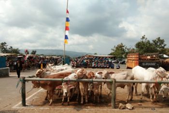 Pertumbuhan sektor peternakan di Bantul  mampu tingkatkan kesejahteraan masyarakat