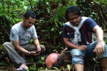Tiga Hari Kedepan, Dua Raflesia Mekar di Agam