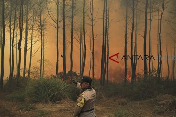 Kebakaran gunung Ciremai