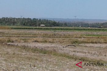 Irigasi Raknamo untuk persawahan Manusak