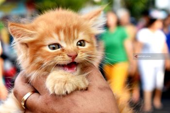 Kucing Persia