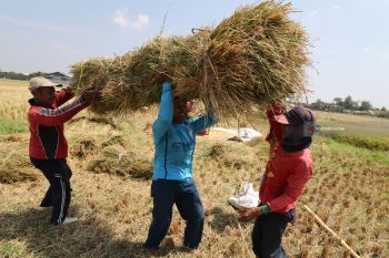 Produksi Gabah Kering Giling