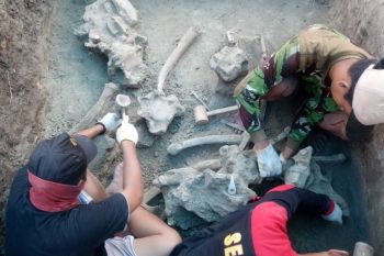 Fosil gajah purba dititipkan di Museum Patiayam Kudus