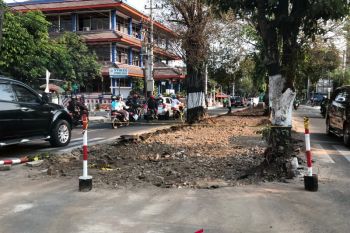 Pohon di Boulevard Suroto Yogyakarta dipangkas agar tak bahayakan pengguna jalan