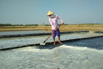 Harga garam anjlok, hanya Rp1.000/kg (VIDEO)