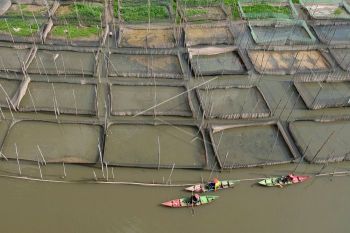 Budidaya ikan air tawar