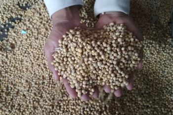 Harga kedelai impor tak terpengaruh penguatan dolar